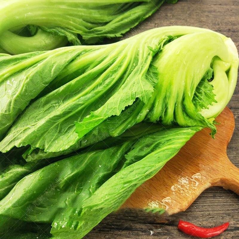 高钙菜种籽大肉包心芥菜种子卷心盖菜荠菜种孑秋冬四季蔬菜阳台种