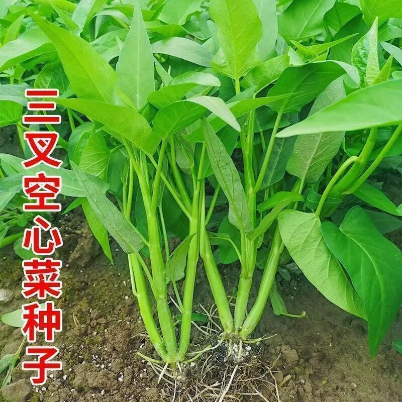 早熟高产三叉空心菜种籽柳叶通心菜种子四季阳台蔬菜种子盆栽菜园