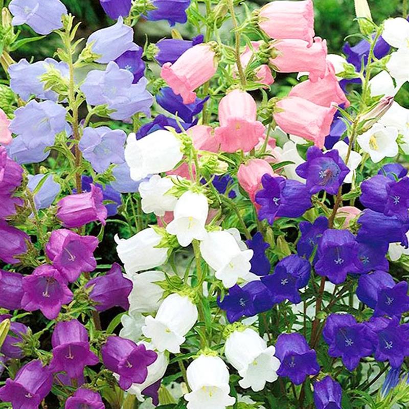 混色风铃花种子四季播种开花花籽盆栽花卉室外阳台庭院花种籽子孑