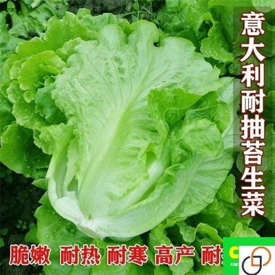 意大利生菜种子奶油生菜玻璃生菜四季种阳台盆栽蔬菜种子