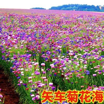 混色矢车菊花种籽子四季播种易活花籽庭院景观花海景区开花卉种子