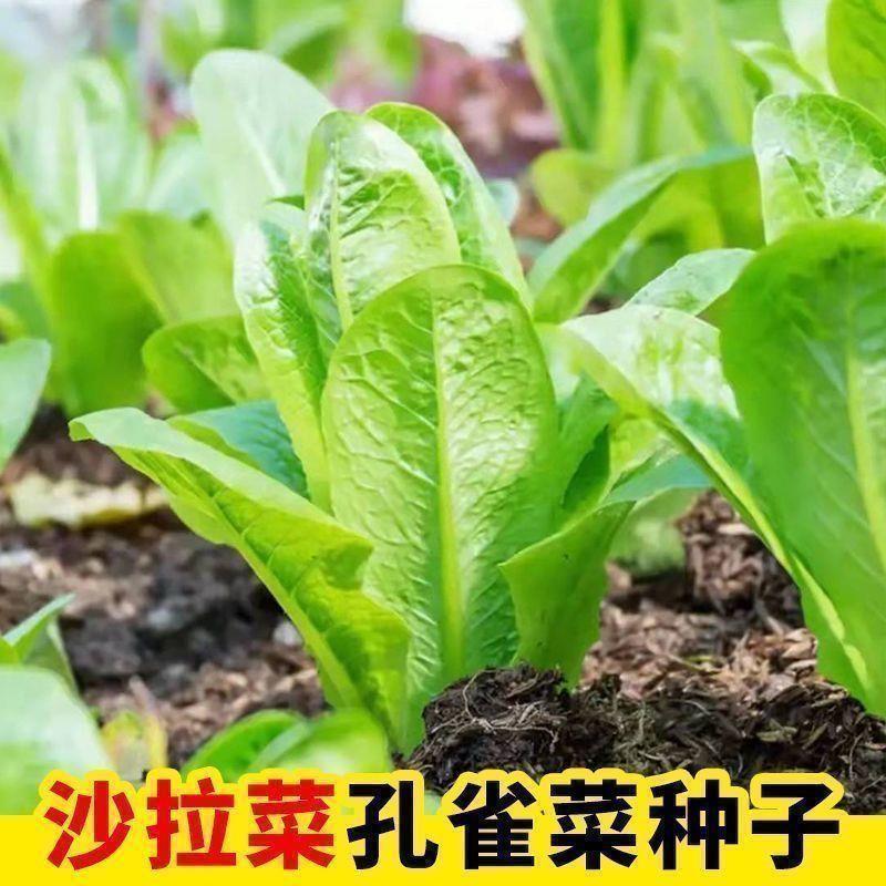 孔雀菜不生虫不打药生吃脆甜高营养直立生菜四季播生菜汉斯沙拉菜