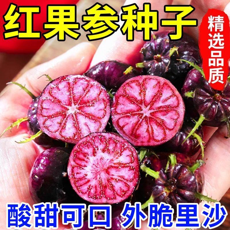 云南红果参种籽早熟大果当年种当年结果蜘蛛果特色酸甜水果新种子