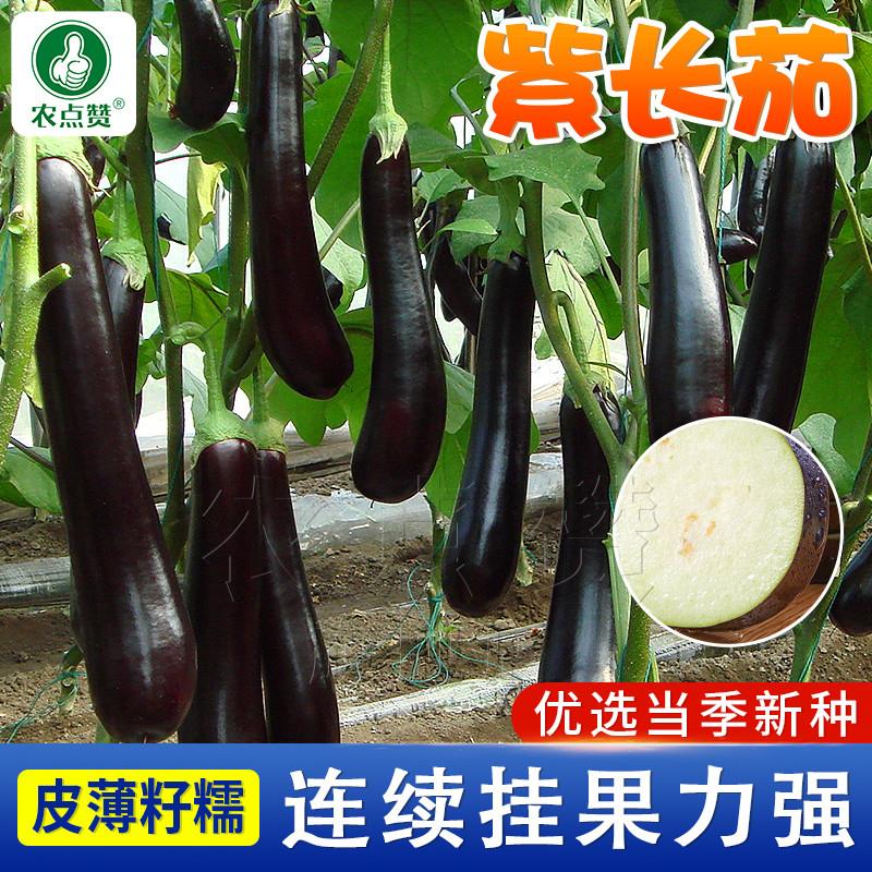 紫龙长茄子种子老品种茄子种籽杭茄紫把线茄长茄四季种植茄子籽种