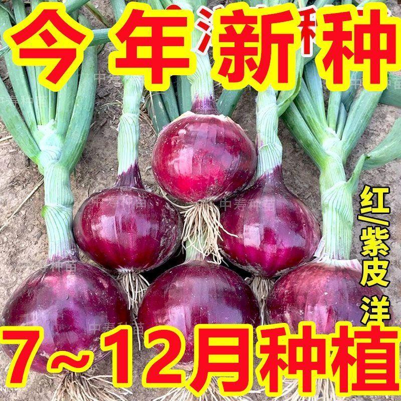 四季红皮洋葱种子特大紫皮圆葱蔬菜种籽早熟耐寒易种
