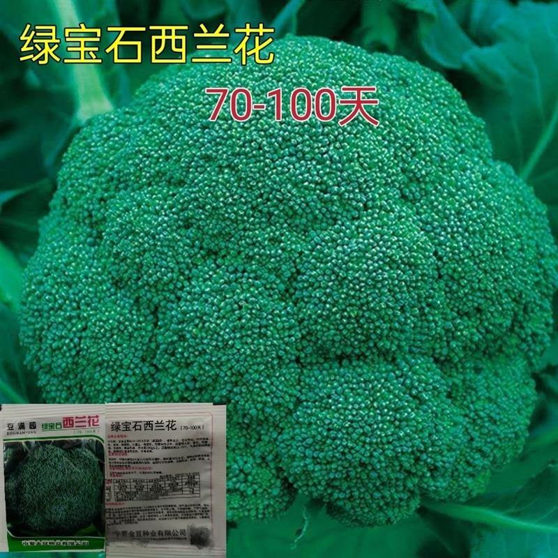 四季播蔬菜种子绿霸王西兰花种子花青花椰菜种子大面积种植花菜籽