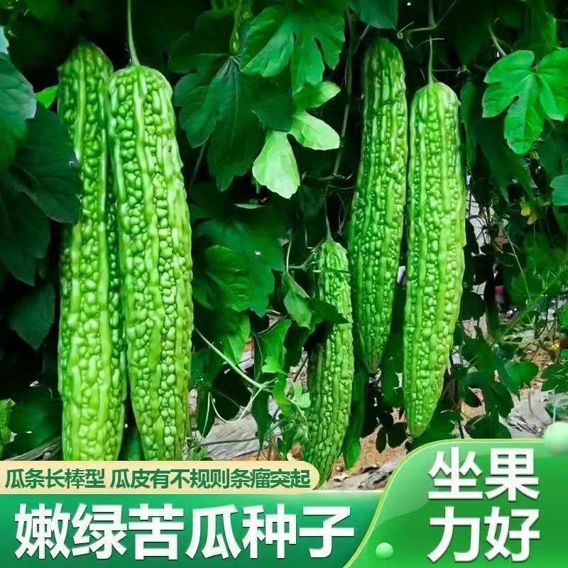 长绿苦瓜种子厚肉绿皮苦瓜早熟高产四季阳台盆栽菜园农田蔬菜种籽