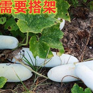 鼎牌365粉皮冬瓜种子长棒形早熟高产脆甜冬瓜种籽春季 蔬菜种 秋季