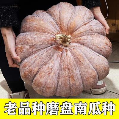 可留种自留种湖南毛边南瓜种子农家老品种南瓜毛边磨盘南瓜种子