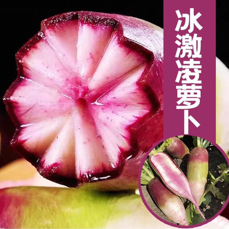 冰激凌甜心水果萝卜种子甜脆糖心紫皮萝卜种孑秋季蔬菜种籽美凤梨