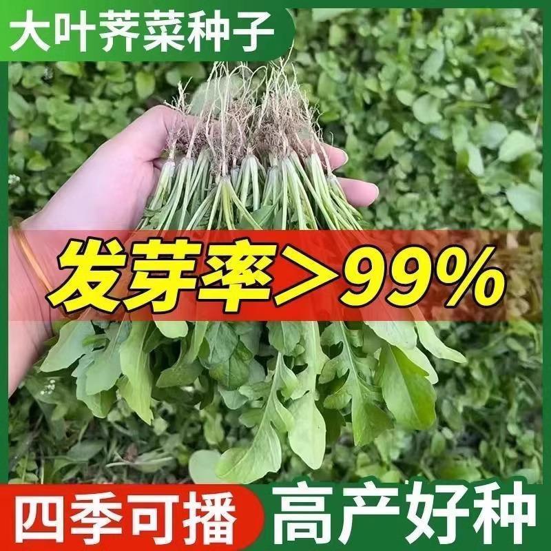 可越冬大叶荠菜种子香荠菜荠荠菜季莱野荠菜阳台盆栽蔬菜种籽