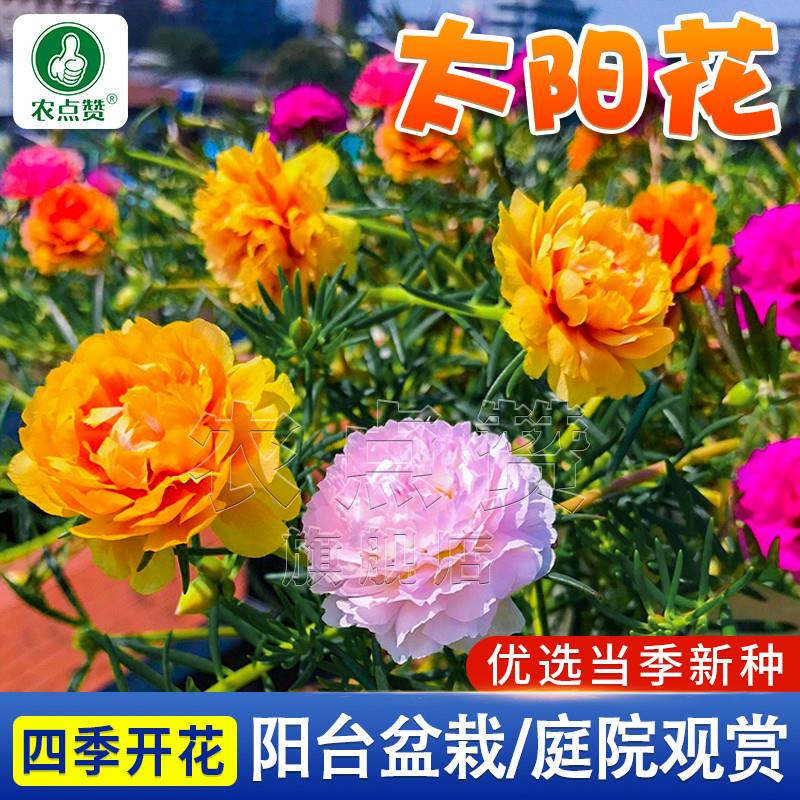 重瓣太阳花种子四季可种易活阳台室内花卉种庭院花园花种孑花种籽