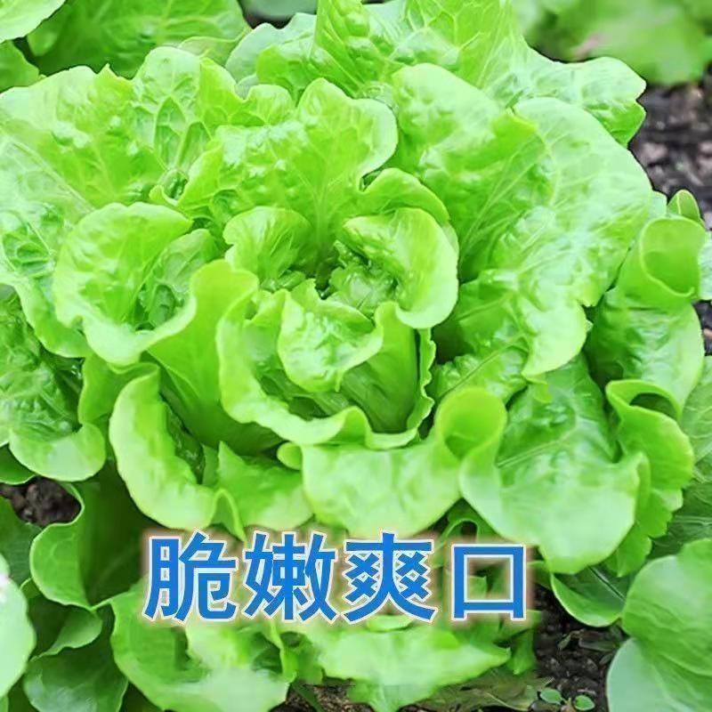 奶油生菜种子蔬菜叶菜类生菜生吃凉拌甜脆多汁沙拉菜农家自种生菜