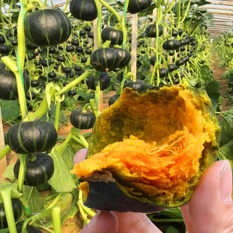 奶油贝贝南瓜种子绿贝贝高产板栗味香甜糯春秋易活蔬菜种籽孑