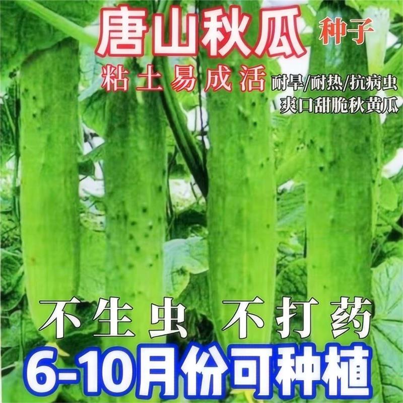 唐山秋瓜黄瓜种子旱水果甜黄瓜种子多汁春夏秋播黄瓜种籽蔬菜种子