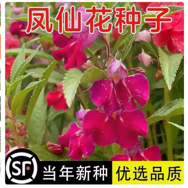 茶花凤仙花种子混色单瓣重瓣庭院室内阳台盆栽花种籽子指甲花