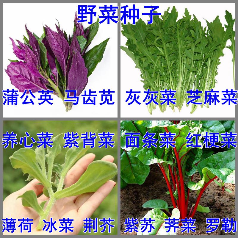 食用野菜种子蒲公英种子灰灰菜马齿苋芝麻菜荠菜面条菜薄荷蔬菜籽