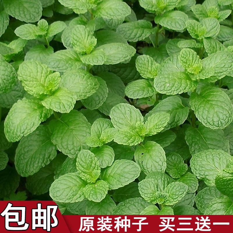 可食用薄荷种子盆栽花种籽子植物种孑四季开花易活花卉室内花种子