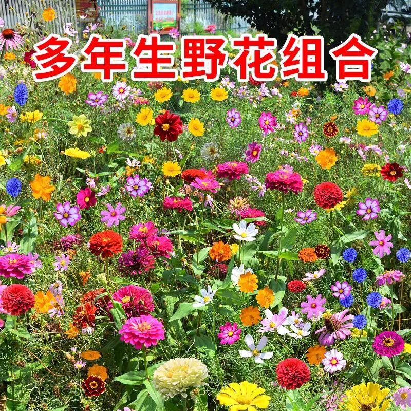 野花组合种子四季开花花籽波斯菊格桑花庭院室外花种籽子重瓣播种