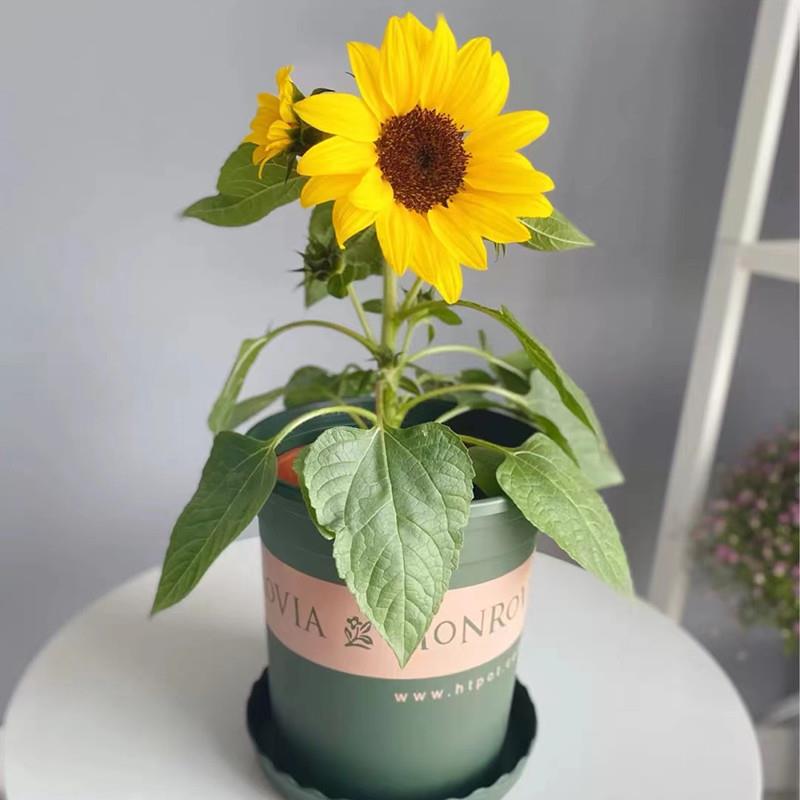 向日葵种孑切花矮生迷你四季开花种籽子室内阳台观赏盆栽种子