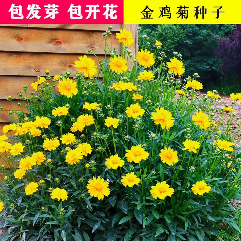 金鸡菊花草种子金钱菊花种籽四季播种庭院阳台公园小区绿化开黄花
