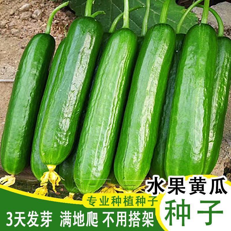 无刺小黄瓜籽满地爬不搭架四季阳台蔬菜籽