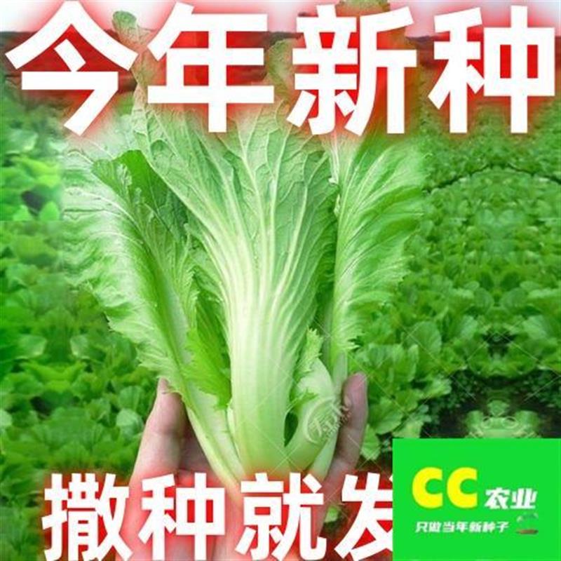 大肉包心芥菜种子四季高产早熟腌制秋冬季蔬菜种子大芥菜新鲜介菜