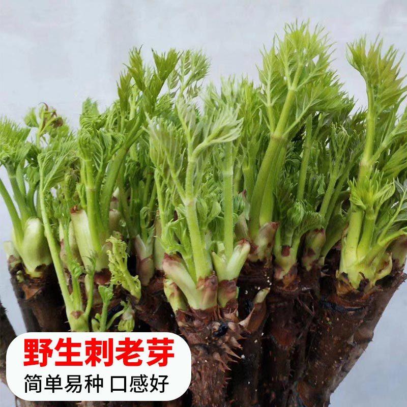 东北野菜刺老芽种子蕨菜野生刺香椿嫩芽种籽苗食用盆栽春季四季孑