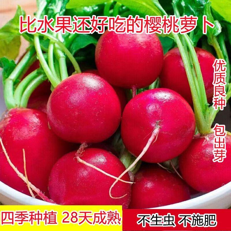 四季樱桃水果萝卜种子生吃红皮白肉小萝卜脆甜多汁盆栽蔬菜阳台