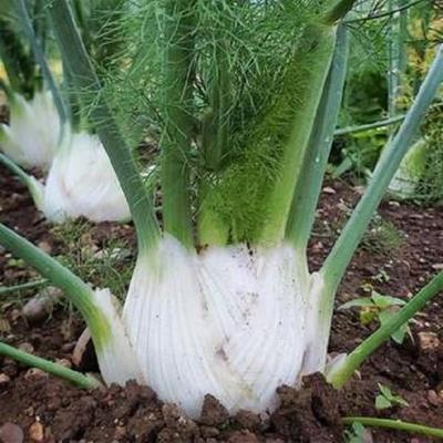 球茎茴香种子高产小茴香菜割茬四季阳台盆栽蔬菜籽球型