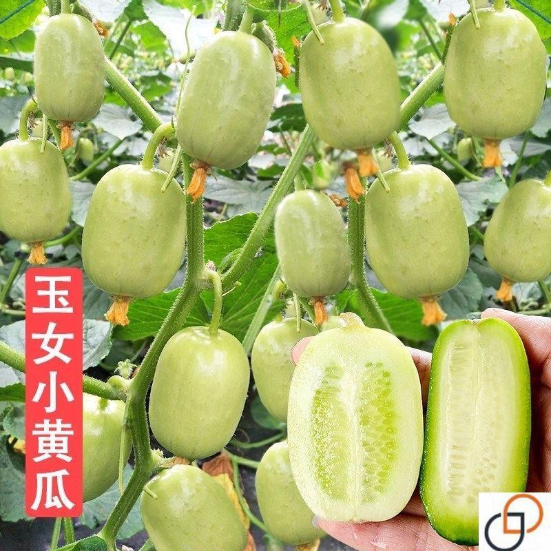 拇指黄瓜金童玉女迷你水果小黄瓜种籽四季秋阳台盆栽蔬菜种孑