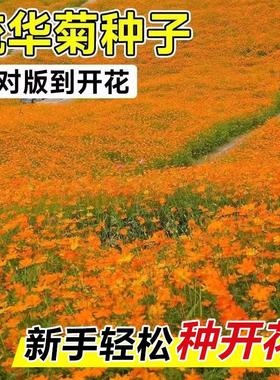 硫华菊花种籽子格桑花种籽黄秋英硫华菊花籽四季播种易活花卉种孑