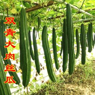 双青大肉丝瓜种子特长八棱角丝瓜种子肉厚高产胜瓜四季 蔬菜种孑