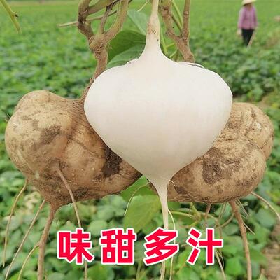 水果地瓜牧马山种籽早熟高产凉薯种子沙葛凉瓜土瓜种农家蔬菜种孑