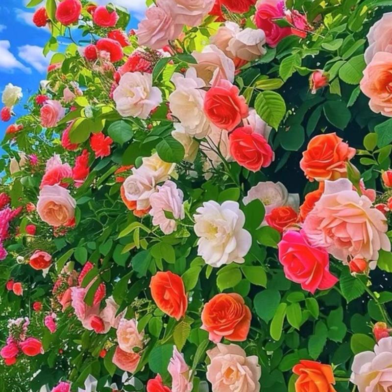 蔷薇花种籽子室外播种花籽爬墙植物四季开花卉庭院爬藤玫瑰花种子