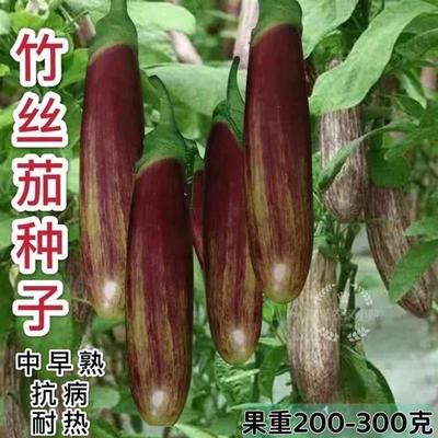 香红竹丝茄种子糯米茄子种金丝海南本地茄子四季原装种籽耐高温