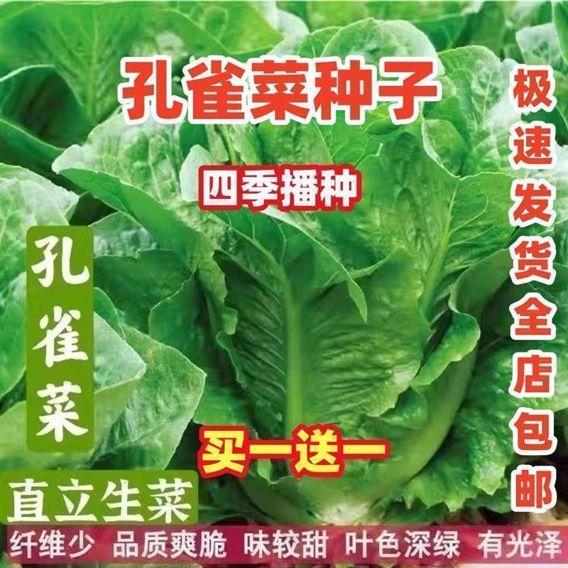 孔雀菜不生虫不打药生吃脆甜高营养直立生菜四季播生菜沙拉菜