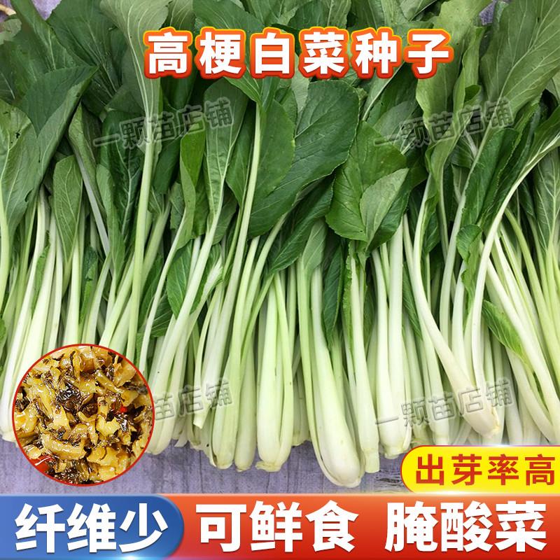 秋季高杆长梗白菜籽种子箭杆高梗高脚白莱籽小青菜孑蔬菜子腌酸菜