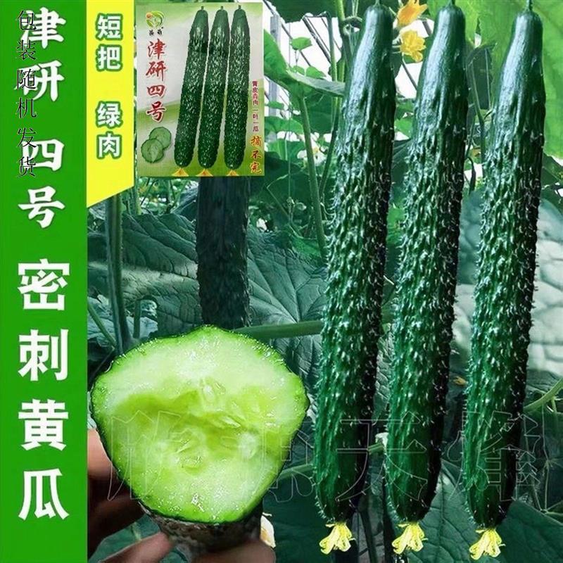 黄瓜种子高产春秋耐热绿瓢带刺津研四号黄瓜种籽庭院阳台蔬菜种子