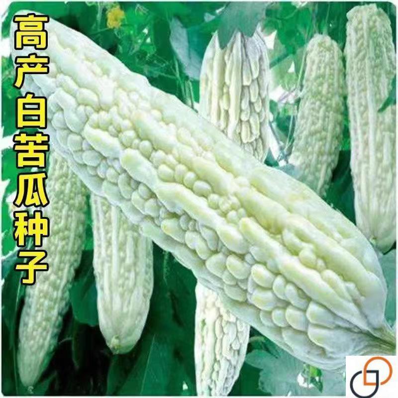 白苦瓜种子春季夏秋季播耐热蔬菜种孑爬藤特色白玉苦瓜种子