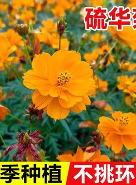 硫华菊花籽四季播种易成活黄波斯菊花种子庭院花卉植物黄秋英盆栽