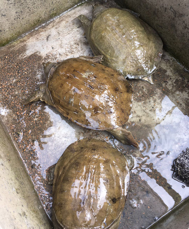 【真货】正宗甲鱼 中华鳖老鳖非人工养殖送礼高档 活寄死了不要钱