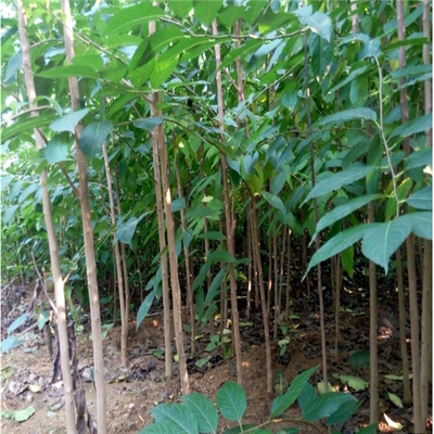 杜仲树苗药材苗木庭院盆栽地栽杜仲苗新鲜杜种树苗植物花卉