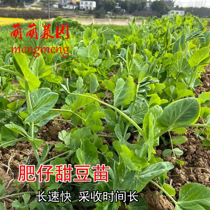 肥仔甜豆苗种子嫩碗豆尖种籽无须四季阳台盆栽龙须菜种子蔬菜种孑