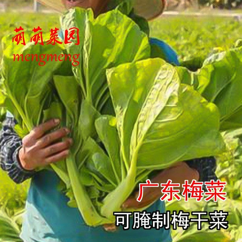 广东梅菜种子籽芥菜种籽贡菜腌制梅干菜种子秋季种农家蔬菜种孑籽