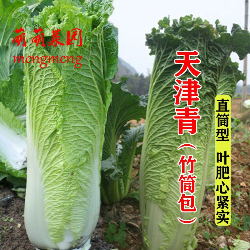 天津青麻叶种子竹筒包大白菜种籽高产秋季农家蔬菜籽绍菜晋菜种孑