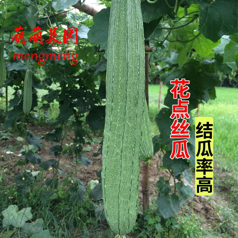 丝瓜苗种子大花点肉丝瓜籽秧苗菱角丝瓜苗秧春秋大田盆栽蔬菜种孑