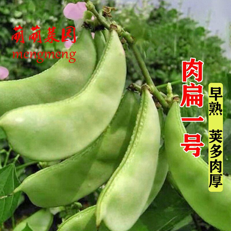 扁豆种子肉扁一号扁豆种籽春秋季种眉豆四季高产农家菜园蔬菜种孑
