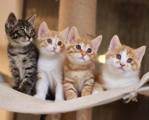 农村家养土猫田园猫抓鼠幼猫狸花猫橘猫黑白猫奶牛猫活体三花猫