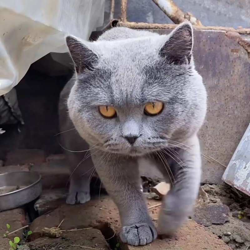 纯种英短蓝猫活体成年英国短毛猫蓝胖子宠物猫蓝白银渐层虎斑活物